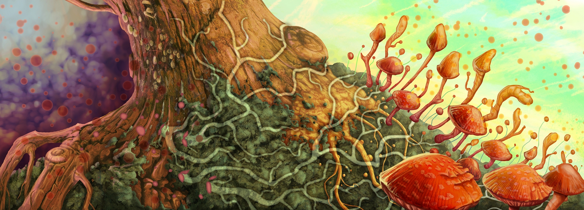 Spores
